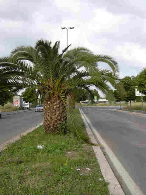 Foto_11